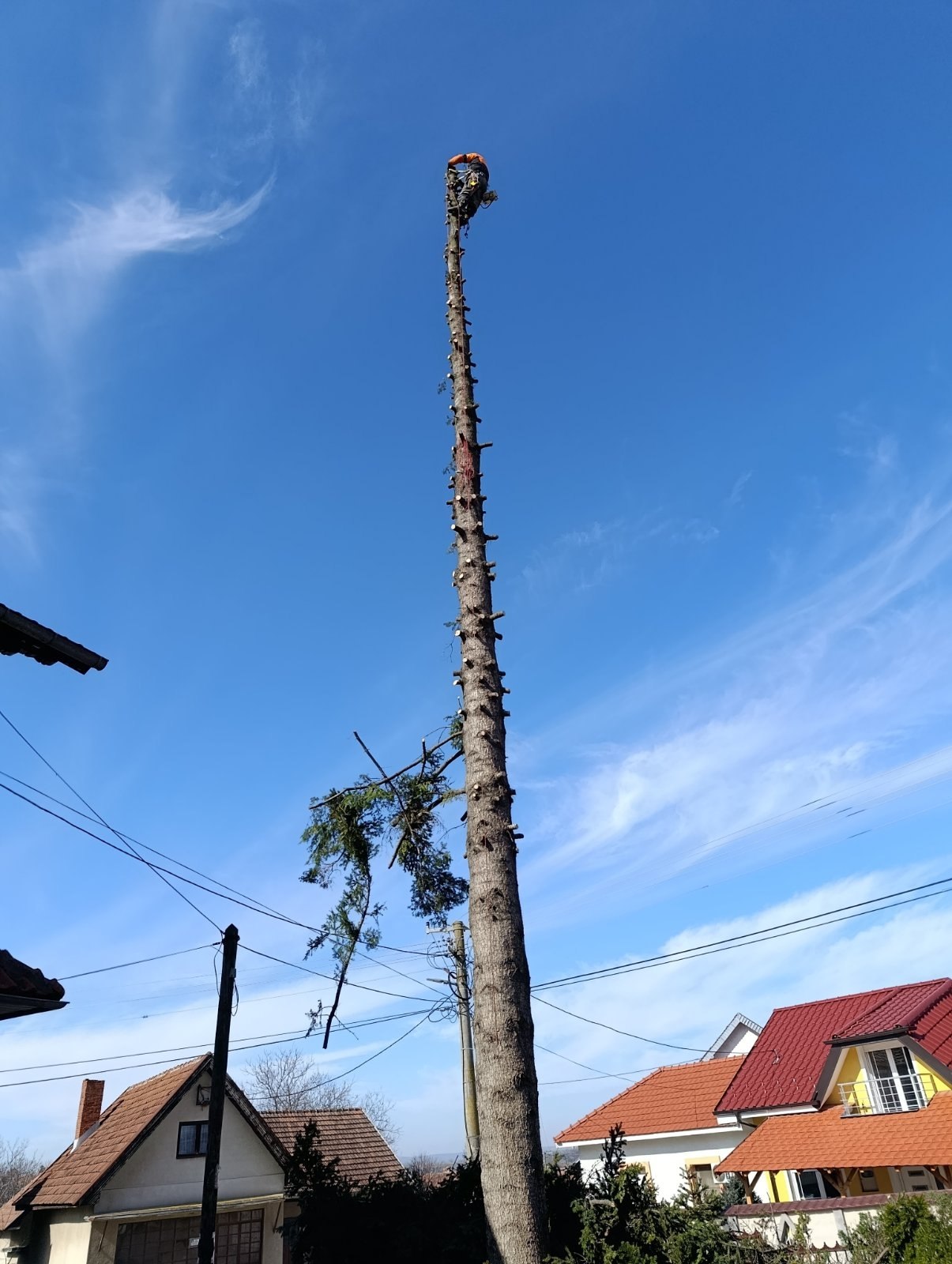 Seča stabla na visini